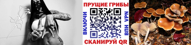 kraken сайт  Подольск  Псилоцибиновые грибы Psilocybine cubensis 